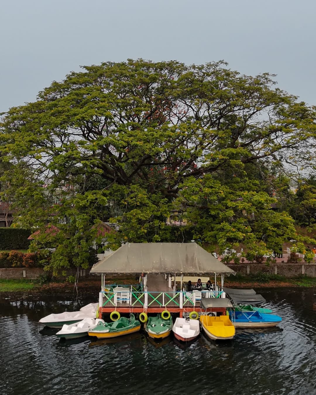 Giant Tree Boat Dock